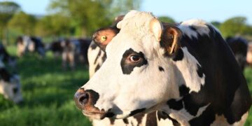 İneklerin İnaktif Yumurtalık Sorunu