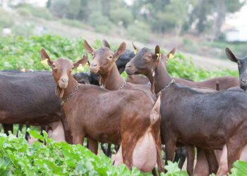 Murciano Granadina Keçi Irkı ve Özellikleri