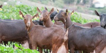 Murciano Granadina Keçi Irkı ve Özellikleri