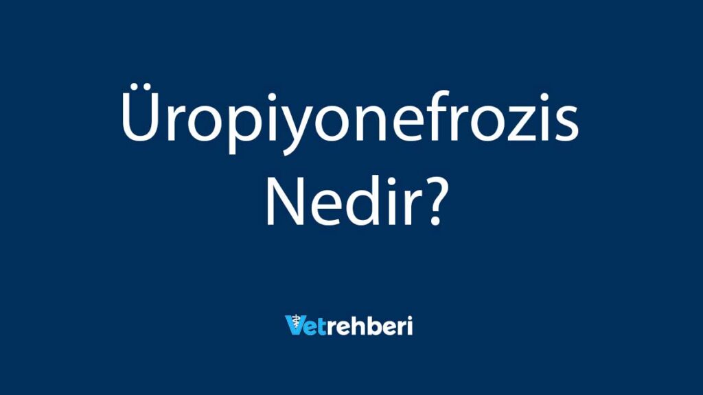Üropiyonefrozis Nedir?