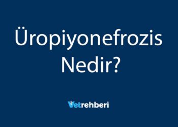 Üropiyonefrozis Nedir?