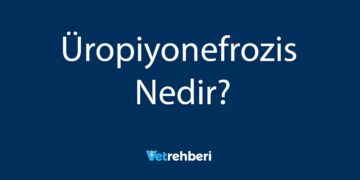 Üropiyonefrozis Nedir?
