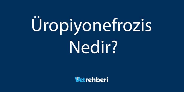 Üropiyonefrozis Nedir?