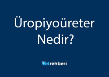 Üropiyoüreter Nedir?