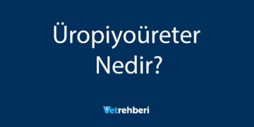 Üropiyoüreter Nedir?