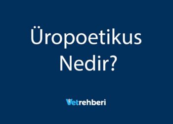 Üropoetikus Nedir?