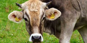 İneklerde Anormal Tırnak Uzaması