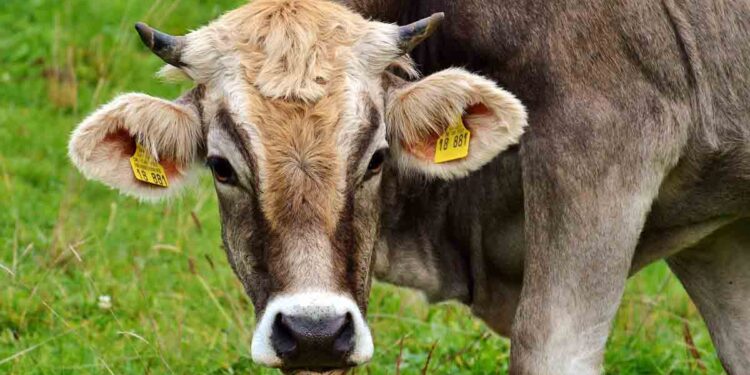 İneklerde Anormal Tırnak Uzaması