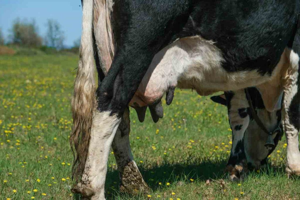 İneklerde Meme Apsesi