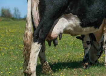 İneklerde Meme Apsesi