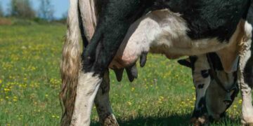 İneklerde Meme Apsesi