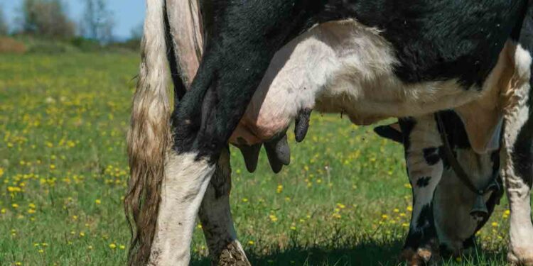 İneklerde Meme Apsesi