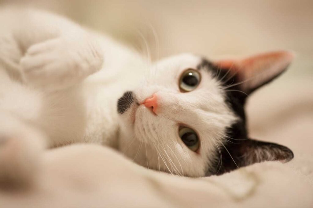 Kedilerde Pantoprazol: Genel Bakış, Dozaj ve Yan Etkileri (Protonix)