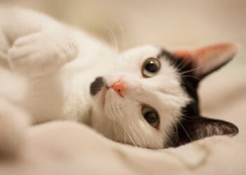 Kedilerde Pantoprazol: Genel Bakış, Dozaj ve Yan Etkileri (Protonix)