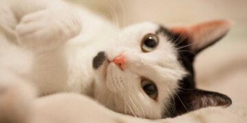 Kedilerde Pantoprazol: Genel Bakış, Dozaj ve Yan Etkileri (Protonix)