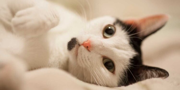 Kedilerde Pantoprazol: Genel Bakış, Dozaj ve Yan Etkileri (Protonix)