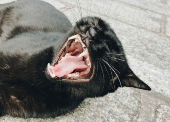 Capnocytophaga Enfeksiyonları