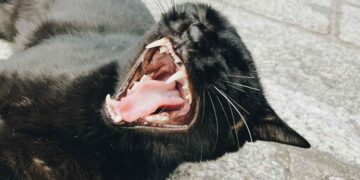 Capnocytophaga Enfeksiyonları