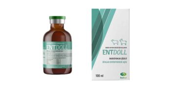 Entdoll