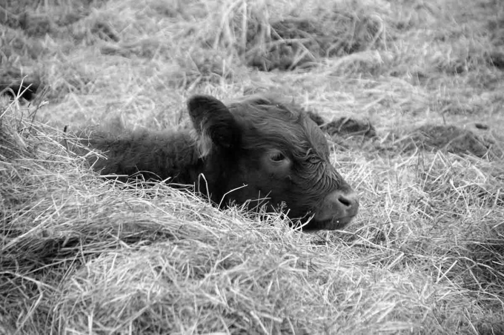 Buzağı Ölümleri ve Ette Ucuzluk