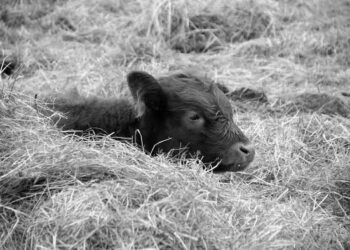 Buzağı Ölümleri ve Ette Ucuzluk