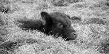 Buzağı Ölümleri ve Ette Ucuzluk