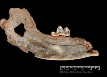 Avrupa ve Türkiye'de Keşfedilen En Eski Evcil Köpek Kanıtları