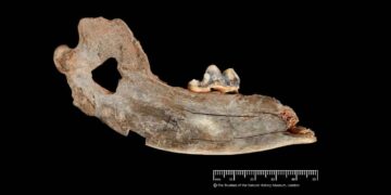 Avrupa ve Türkiye'de Keşfedilen En Eski Evcil Köpek Kanıtları