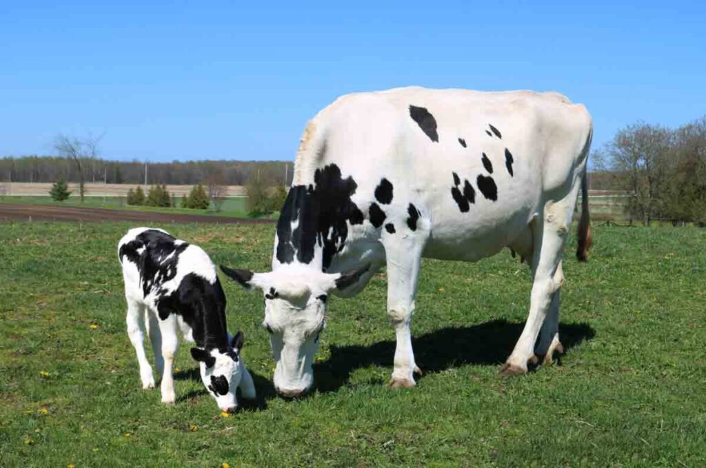 Çiftlik Hayvanlarında Arjinin Desteği