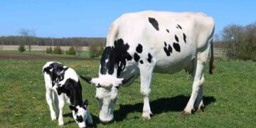 Çiftlik Hayvanlarında Arjinin Desteği