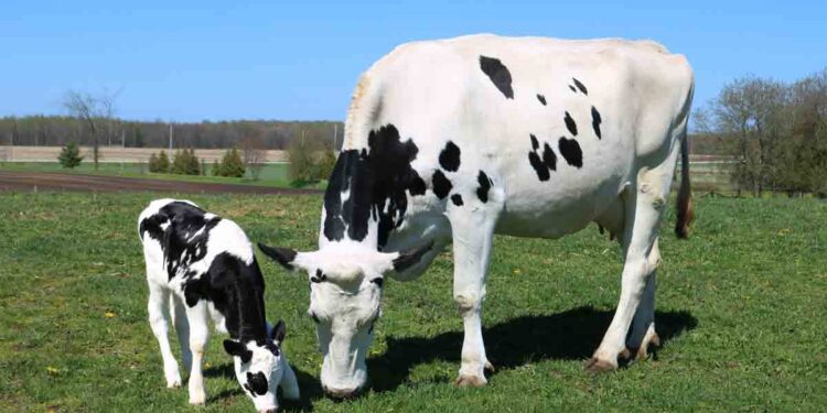 Çiftlik Hayvanlarında Arjinin Desteği