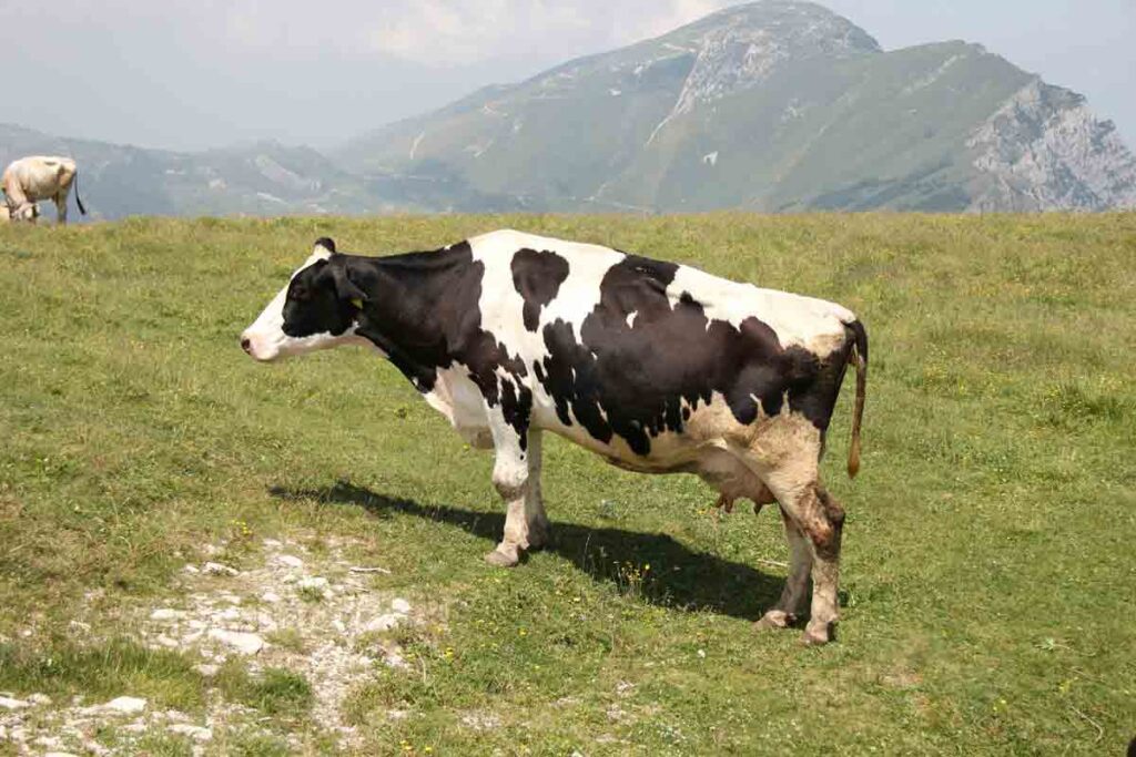 İneklerde Taban Ayrılması