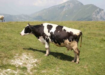 İneklerde Taban Ayrılması