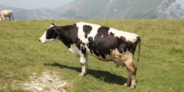 İneklerde Taban Ayrılması