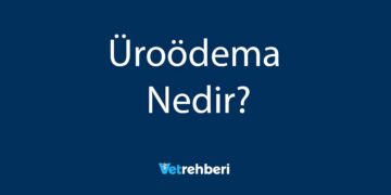 Üroödema Nedir?