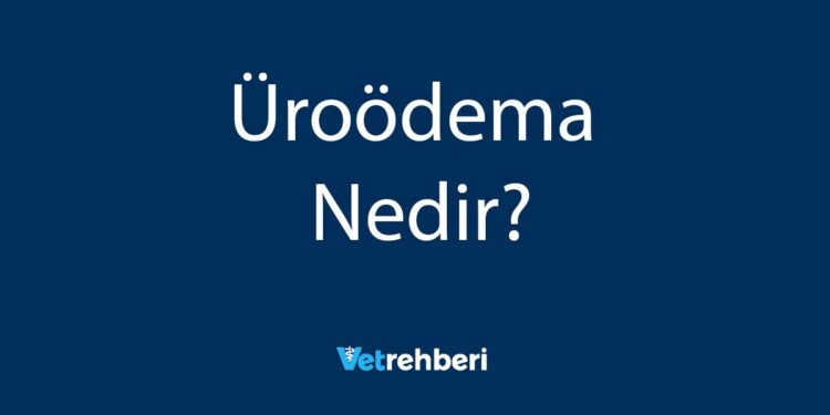 Üroödema Nedir?