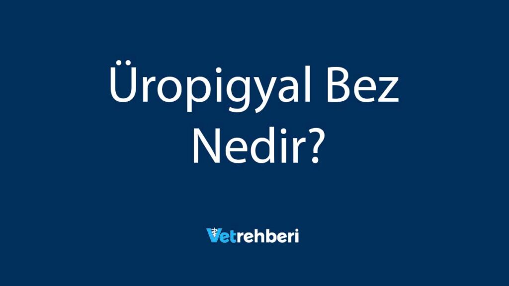 Üropigyal Bez Nedir?