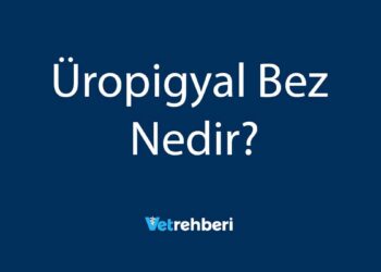 Üropigyal Bez Nedir?