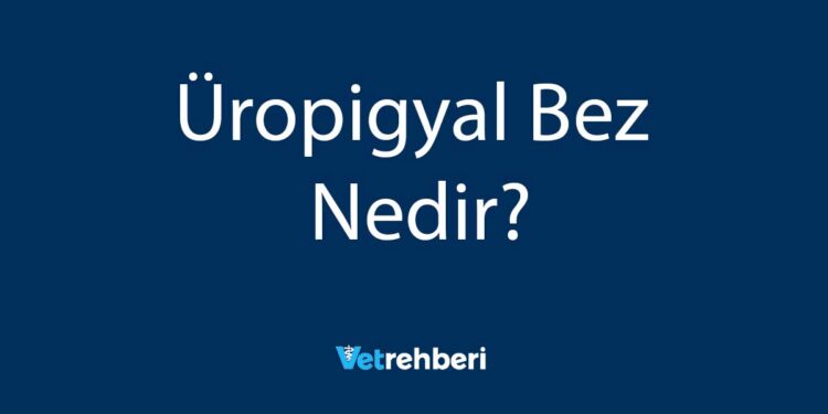 Üropigyal Bez Nedir?