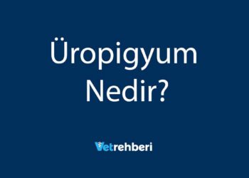 Üropigyum Nedir?
