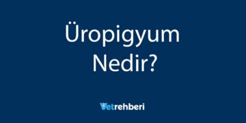 Üropigyum Nedir?