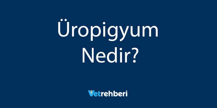 Üropigyum Nedir?