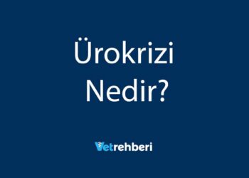 Ürokrizi Nedir?