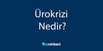 Ürokrizi Nedir?