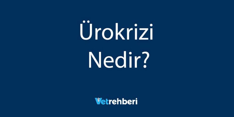 Ürokrizi Nedir?