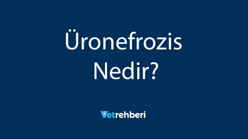 Üronefrozis Nedir?