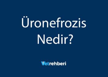 Üronefrozis Nedir?