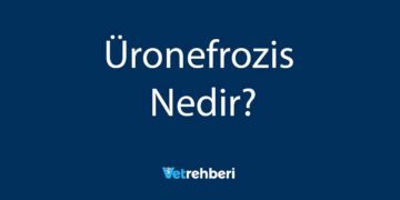 Üronefrozis Nedir?