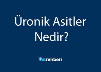 Üronik Asitler Nedir?
