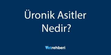 Üronik Asitler Nedir?